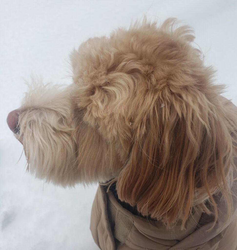 Small goldendoodle wearing a coat, standing in fresh snow and looking outward.